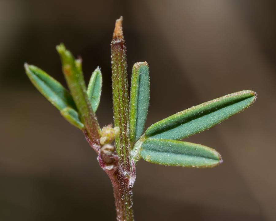 Trigonella altissima (=Melilotus altissimus) / Meliloto altissimo